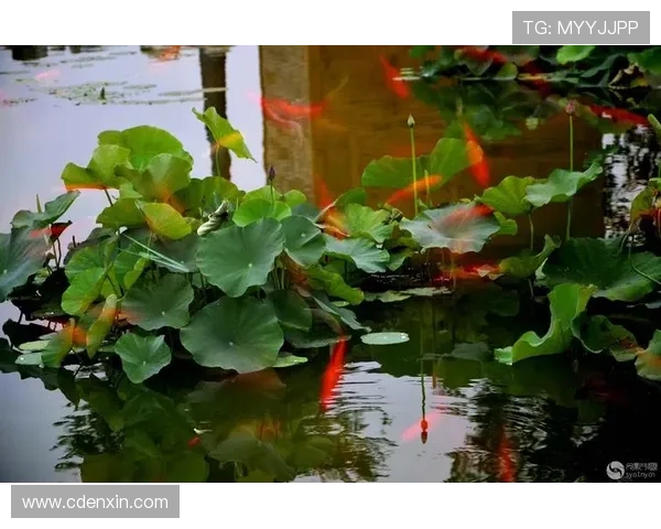 《月影风荷》：光影间的爱恨情仇，一场穿越时空的凄美绝恋