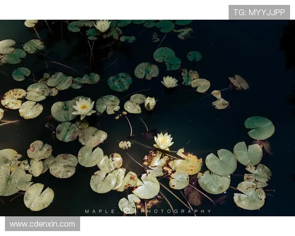 松田瑛子：镜头下的光影变幻，内心世界的静谧绽放